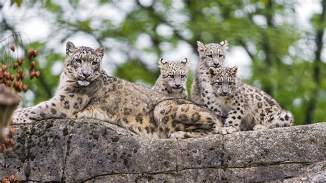 Snow Leopards Cubs Wallpapers - Wallpaper Cave
