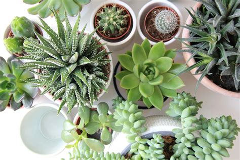 The Top Indoor Plants For Improving Air Quality