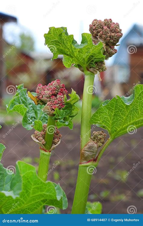 Rhubarb (Rheum) - a Genus of Plants of the Family Polygonaceae Stock ...