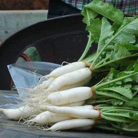 Radish Pusa Chetki White Long Seeds - Smooth, Sweet, Fast Maturing, 30 ...