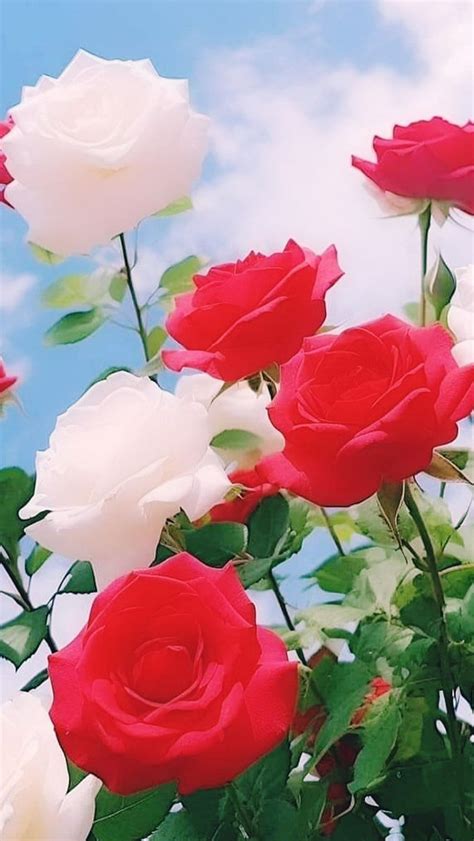 Stunning Red and White Roses in a Vase
