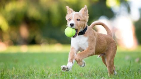 Dogs Playing Ball