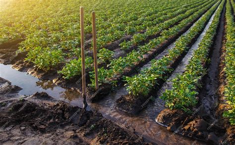 Premium Photo | Potato plantation watering management shovels stuck ...