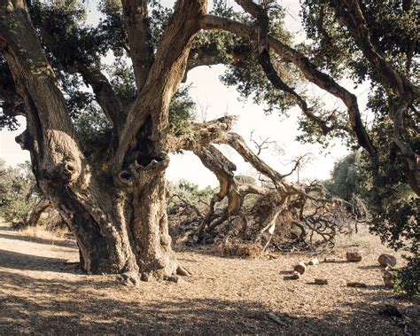 Coast Live Oak — Gathering Growth