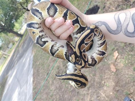 Image result for Ball Python Maximum Size