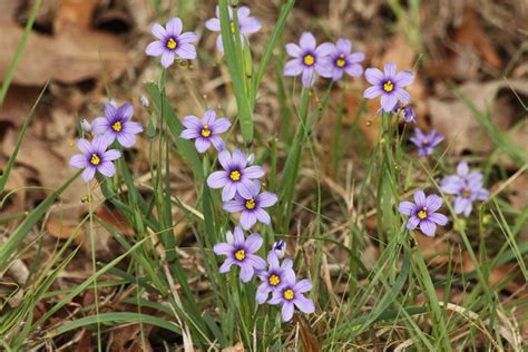 Blue-eyed Grass Wildflowers Free Stock Photo - Public Domain Pictures