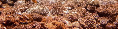 Explore the Red Sea: Snorkeling Day Tour in Hurghada with Lunch and ...
