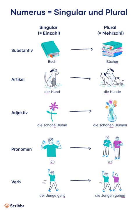 Numerus: Singular und Plural einfach erklärt