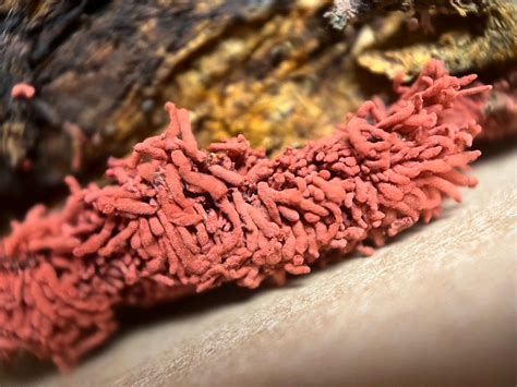 Explore the Mysterious Slime Molds with Serenella, The Natural History ...