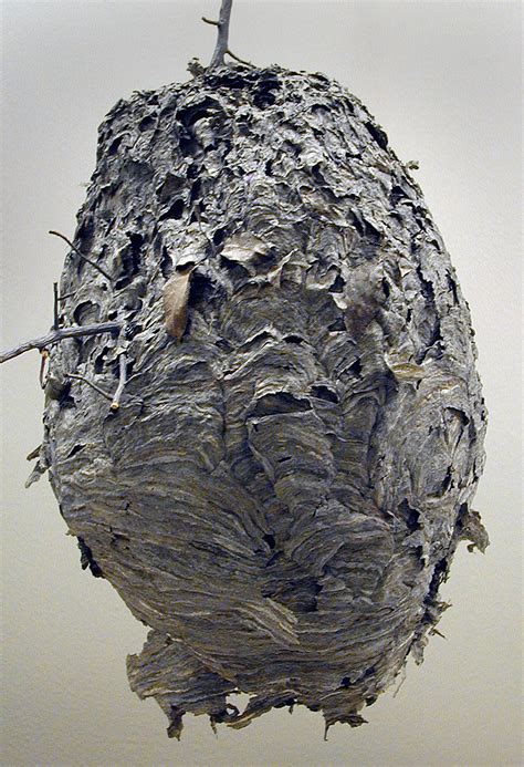 Purdue expert: patience is key when removing wasp nests