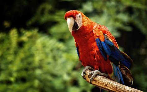 Scarlet Macaw Majesty: Vibrant HD Wildlife Wallpaper