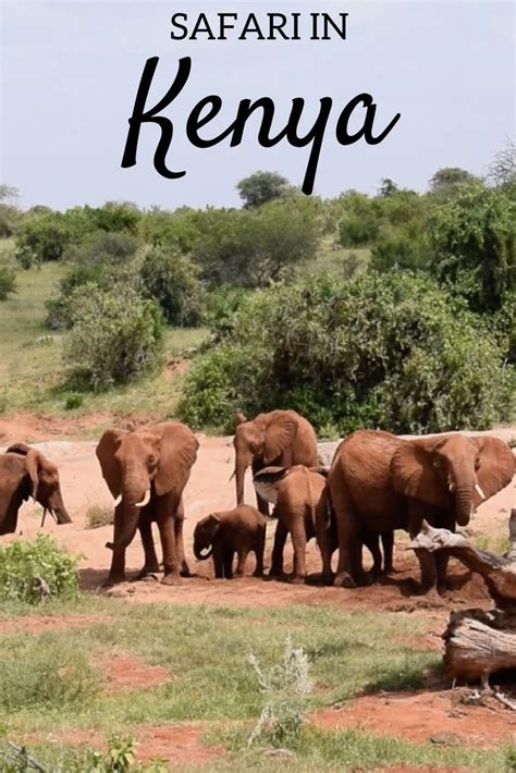 E-Citizen Kenya: The Ultimate Guide to Online Applications
