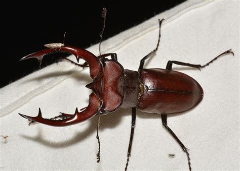 Giant Stag Beetle Giant Stag Beetle In Resin, Insect In Resin,