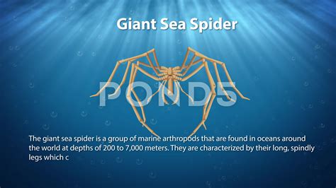 Giant Sea Spider