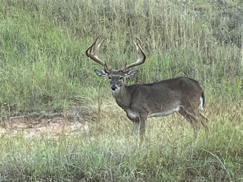 Applications Now Open for Texas Public Drawn Hunts