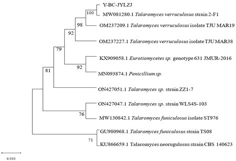 Isolation and Identification of Acer truncatum Endophytic Fungus ...