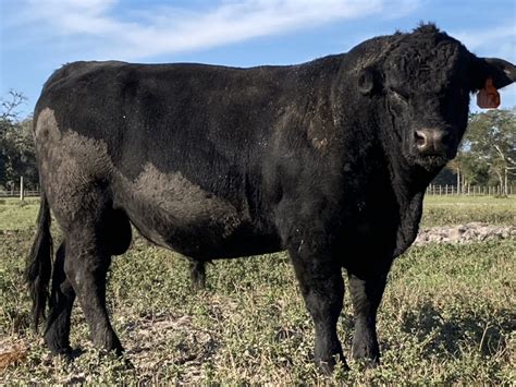About Us | Registered Angus Cattle by Daystar Farms