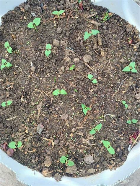 French Beans - Open Pollination Seeds – seed and plant