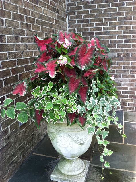 Beautiful Shade Container Gardening Supplies