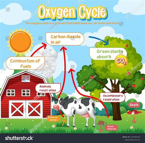 Oxygen Cycle Diagram Labeled