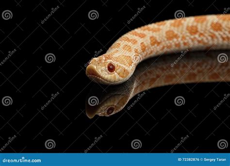 Closeup Pink Albino Western Hognose Snake, Heterodon Nasicus Isolated ...
