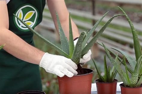 Как размножить Алоэ (укоренить) в домашних условиях: взять отросток ...