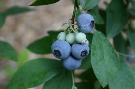 Green Berries on Blueberry Bush | Walter Reeves: The Georgia Gardener