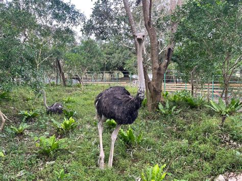 Pingtung Chu Nuo Farm Admission Ticket - Klook India