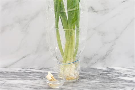 3 Ways to Keep Green Onions Fresh