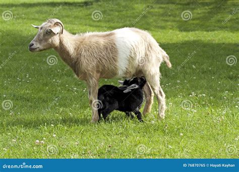 Mother Goat Feeding Baby Goats with Milk Stock Image - Image of meadow ...