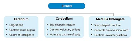 Nervous System Important Notes - Class 5 Science - FREE PDF Download