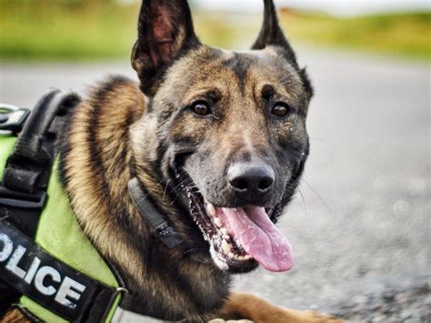 Belgian Military Dog Breed
