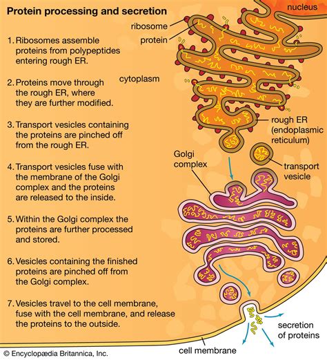 Protein | Definition, Structure, & Classification | Britannica