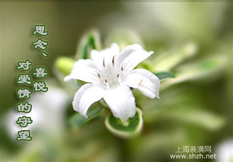 六月雪的花语是什么，六月雪的传说你知道吗-上海装潢网