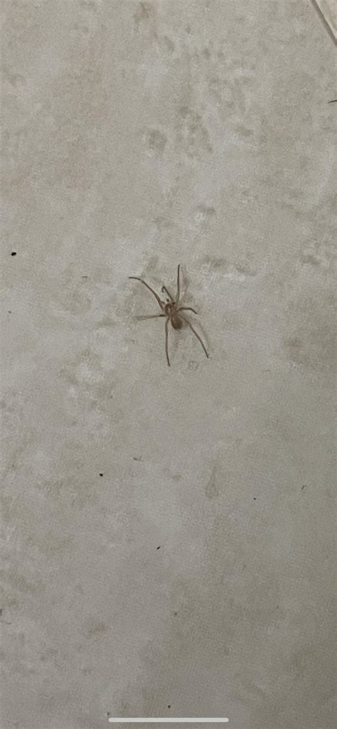 Brown recluse baby or wolf spider baby? : r/spiders