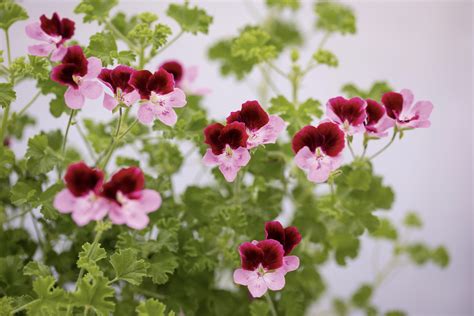 Different Types Of Geranium Plants