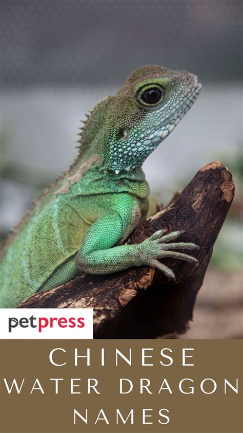 120+ Chinese Water Dragon Names For Your Cute Reptiles