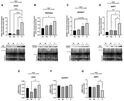 Impact of Obesity and Ageing on the Expression of Key Mediators of SARS ...