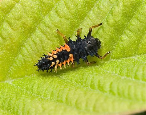 Beetle Larvae