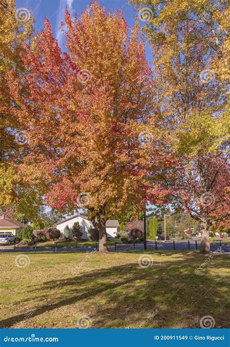 Golden Autumn in a Public Park Gresham Oregon Stock Image - Image of ...