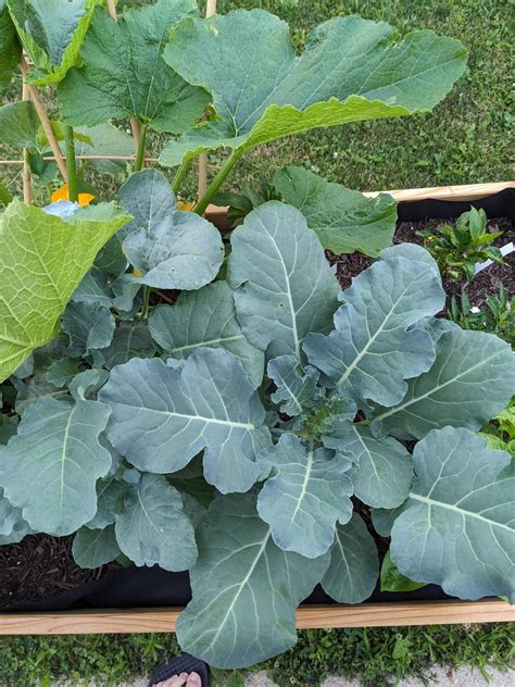 Ants in Raised Bed : r/gardening