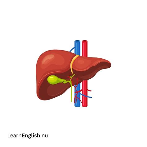 Internal Organs in Spanish - learn spanish