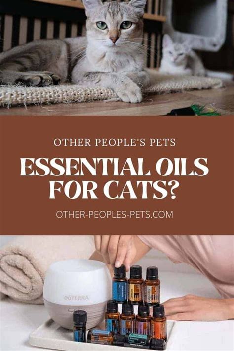 safe essential oils for cats