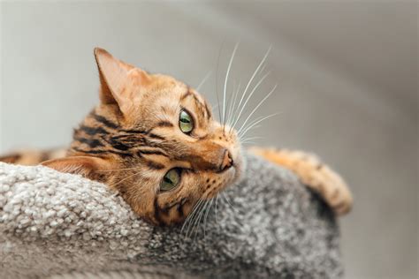 Do Cat Whiskers Grow Back? The Ultimate Guide to Whisker FAQs!