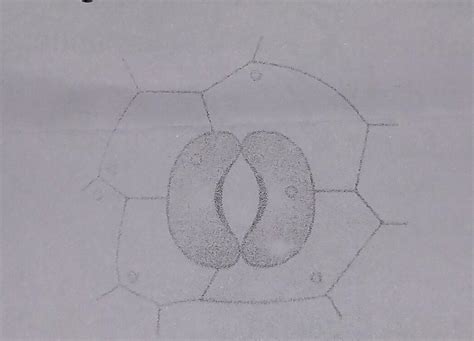 0.4Mohit prepared temporary mount of a leaf peel and drew the following ...