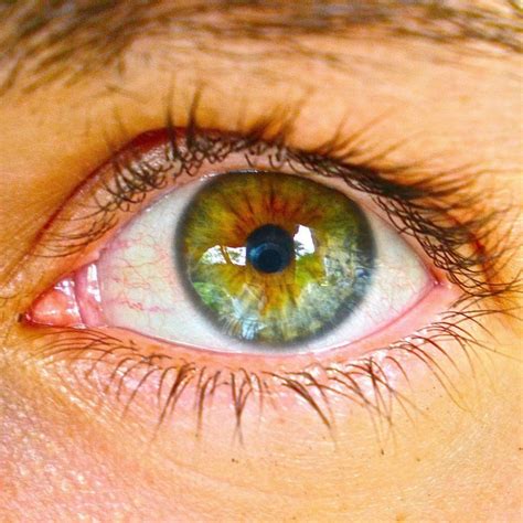 ¿Cómo se obtienen los ojos de color azul o verde? - Como Funciona Que