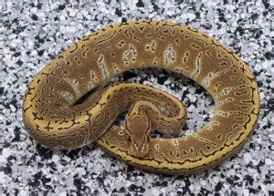Image result for Rarest Color Ball Python