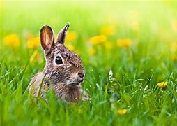 Image result for Easter Rabbit Pics