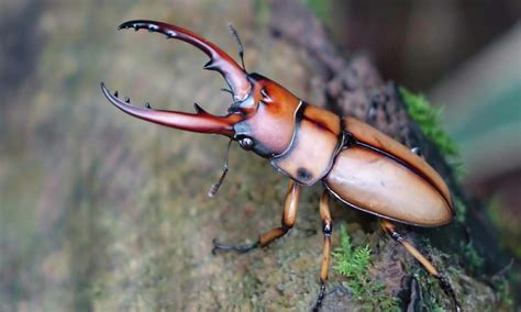 ఈ పురుగు విలువ ఎంతో తెలుసా? | World’s Most Expensive Insect Is Worth ...