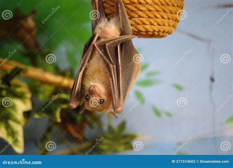 Bat in nature stock photo. Image of animals, caving - 271514602